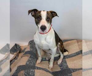 Harvey - Male Boxer-Unknown Mix Dog for Adoption - Photo #2