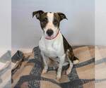 Small #1 Boxer Mix