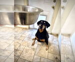 Small #1 Doberman Pinscher