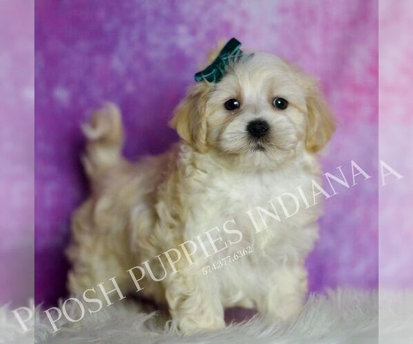Medium Photo #6 Maltipoo (Miniature) Puppy For Sale in WARSAW, IN, USA