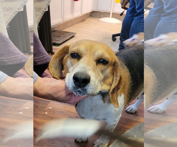 Medium Photo #3 Beagle Puppy For Sale in Las Vegas, NV, USA
