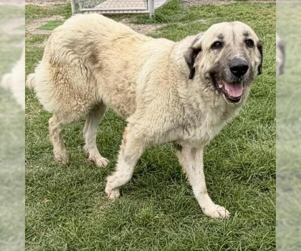 Medium Photo #1 Anatolian Shepherd-Unknown Mix Puppy For Sale in Conroe, TX, USA