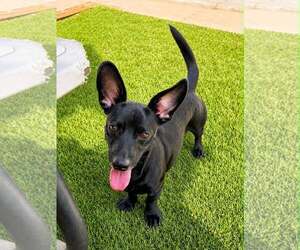 Dachshund-Unknown Mix Dogs for adoption in La Verne, CA, USA