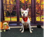 Small #1 American Pit Bull Terrier