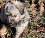 Small #13 Havanese