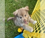 Puppy Axel Australian Shepherd-Miniature Australian Shepherd Mix