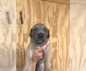 Great Dane Puppy for sale in SIERRA VISTA, AZ, USA