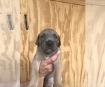 Small Photo #1 Great Dane Puppy For Sale in SIERRA VISTA, AZ, USA