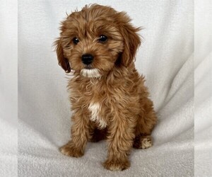 Cavapoo Puppy for sale in ORO VALLEY, AZ, USA