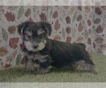 Small #3 Yorkshire Terrier