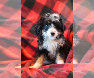 Bernedoodle Puppy for sale in ITASCA, TX, USA