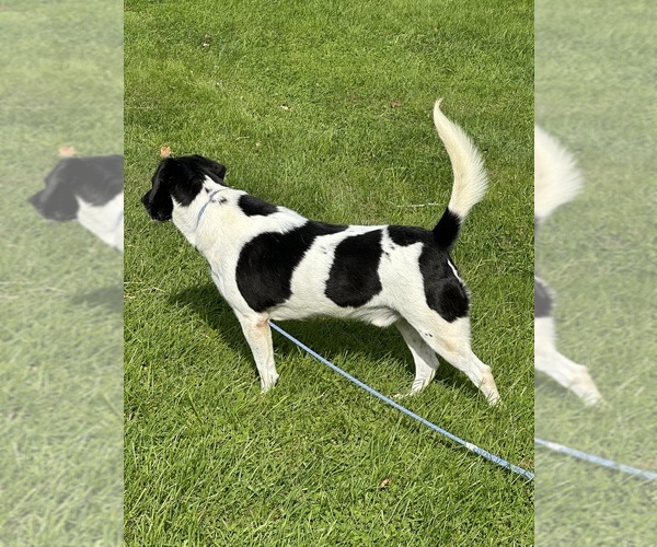 Medium Photo #4 Beagle-German Shepherd Dog Mix Puppy For Sale in ELLENVILLE, NY, USA