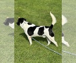 Morgan the cow - Male Beagle-German Shepherd Dog Mix Dog for Adoption - Photo #4
