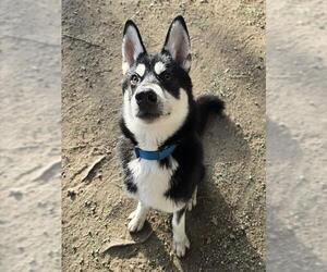 Siberian Husky-Unknown Mix Dogs for adoption in Riverside, CA, USA