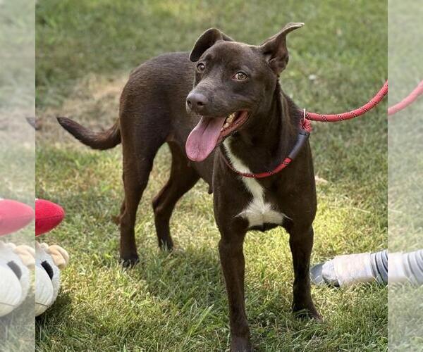 Medium Photo #4 Labrador Retriever-Unknown Mix Puppy For Sale in Yardley, PA, USA