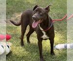 Small #3 Labrador Retriever Mix