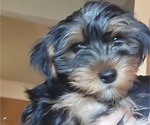 Small Photo #13 Yorkshire Terrier Puppy For Sale in NORTHGLENN, CO, USA