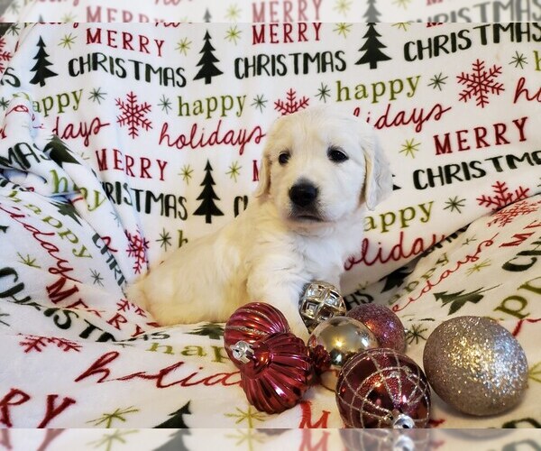 Medium Photo #1 Golden Retriever Puppy For Sale in DECKER PR, TX, USA