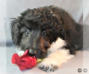 Sheltidoodle Puppy for sale in HOLDEN, MO, USA