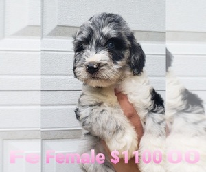 Aussiedoodle Puppy for Sale in WINSTON SALEM, North Carolina USA