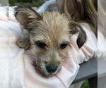 Small #6 Chihuahua Mix