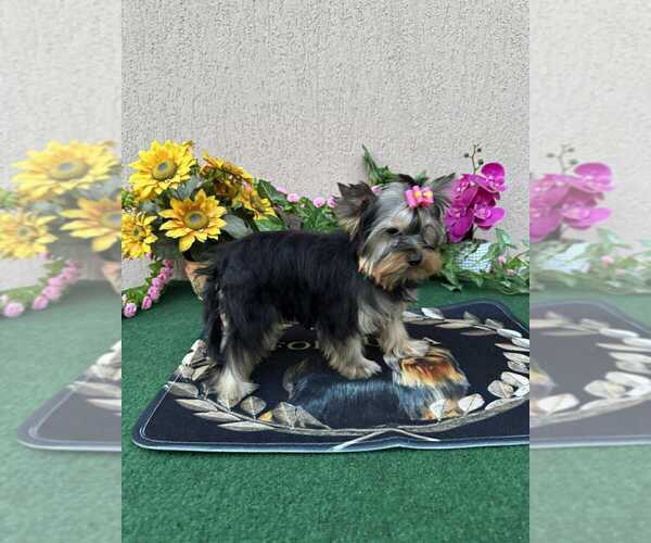 Medium Photo #6 Yorkshire Terrier Puppy For Sale in Monor, Pest, Hungary