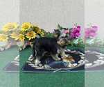 Small #5 Yorkshire Terrier