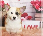 Small #6 Pembroke Welsh Corgi