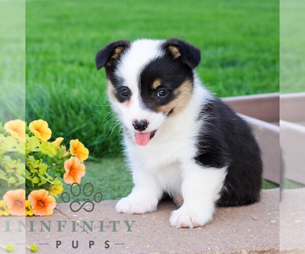Medium Photo #1 Pembroke Welsh Corgi Puppy For Sale in PALMYRA, PA, USA