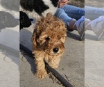 Small Photo #10 Poodle (Miniature) Puppy For Sale in LEONARDVILLE, KS, USA