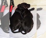 Small Photo #3 Labrador Retriever Puppy For Sale in FRAMINGHAM, MA, USA