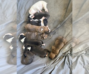 Boxer Litter for sale in SAINT JOSEPH, TN, USA