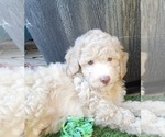 Small Photo #11 Aussie-Poo-Poodle (Miniature) Mix Puppy For Sale in PIONEER, CA, USA