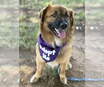 Small #7 Australian Shepherd-Chow Chow Mix