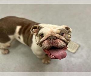 Bulldog Dogs for adoption in Rancho Cucamonga, CA, USA