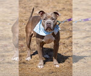 American Pit Bull Terrier Dogs for adoption in Hillsboro, NH, USA