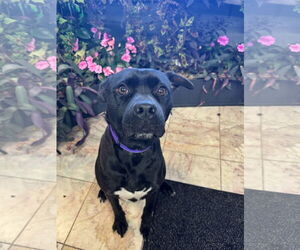 Labrador Retriever Dogs for adoption in Leavenworth, KS, USA