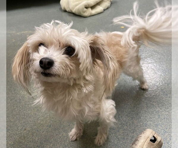 Medium Photo #1 Maltese Puppy For Sale in Lee's Summit, MO, USA