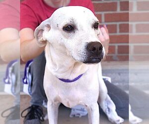 Labrador Retriever-Unknown Mix Dogs for adoption in Carrollton, TX, USA