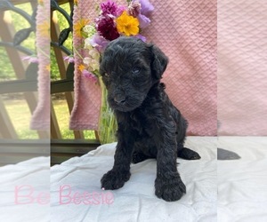 Goldendoodle Puppy for sale in CAPON BRIDGE, WV, USA