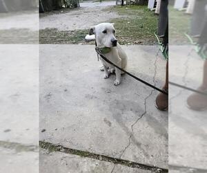 American Staffordshire Terrier Dogs for adoption in San Antonio, TX, USA
