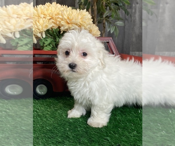 Medium Photo #3 Coton de Tulear Puppy For Sale in CANOGA, NY, USA