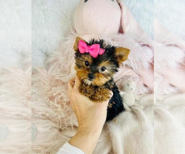 Medium Photo #17 Yorkshire Terrier Puppy For Sale in MIAMI, FL, USA
