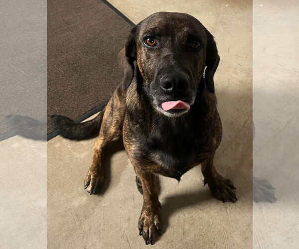 Medium Photo #7 Mutt Puppy For Sale in Sistersville, WV, USA