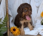 Puppy Heaven Cock-A-Poo