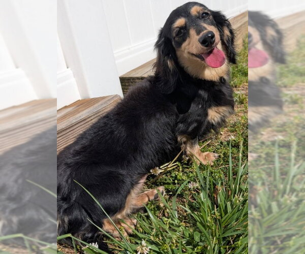 Medium Photo #4 Dachshund Puppy For Sale in Shelbyville, TN, USA