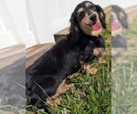 Small #3 Dachshund