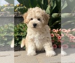 Small #4 Coton de Tulear-Poodle (Toy) Mix