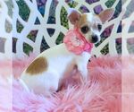 Small #4 Chihuahua Mix