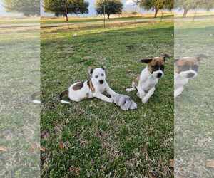 Wrangler - Male Mountain Cur-Unknown Mix Dog for Adoption - Photo #8